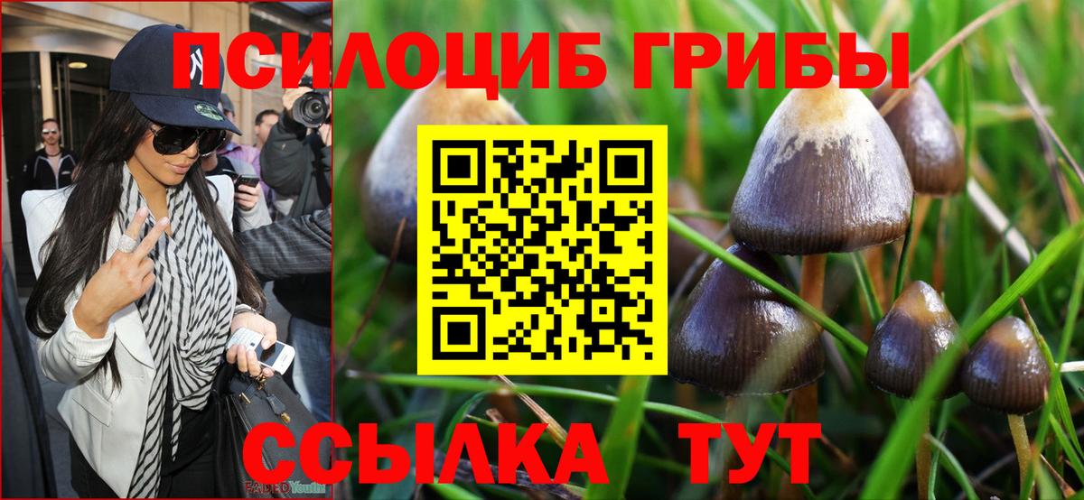 Долгопрудный  хочу   Вход с VPN  Псилоцибиновые грибы Psilocybine cubensis 
